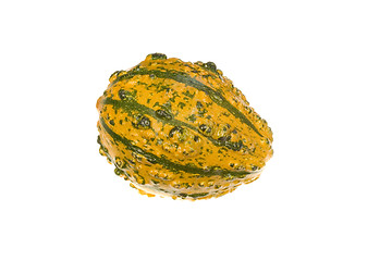 Image showing Ornamental Squash 9