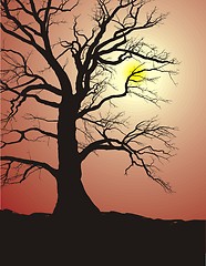 Image showing Silhouette of an Old Tree in sunset