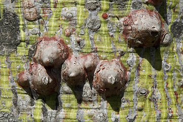 Image showing ceiba tree - macro