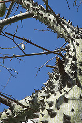 Image showing ceiba tree - macro