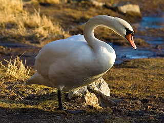 Image showing swan