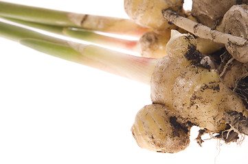 Image showing fresh ginger root. plant