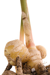 Image showing fresh ginger root. plant