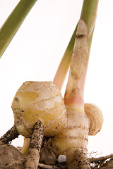 Image showing fresh ginger root. plant