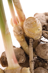 Image showing fresh ginger root. plant