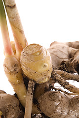 Image showing fresh ginger root. plant