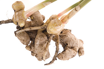 Image showing fresh ginger root. plant