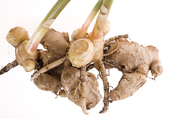 Image showing fresh ginger root. plant