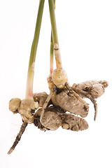 Image showing fresh ginger root. plant