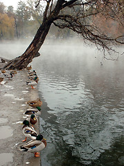 Image showing Ducks on a Thermal Lake