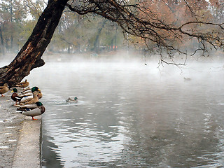 Image showing Ducks on a Thermal Lake 2