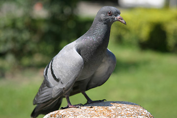 Image showing Pigeon 1