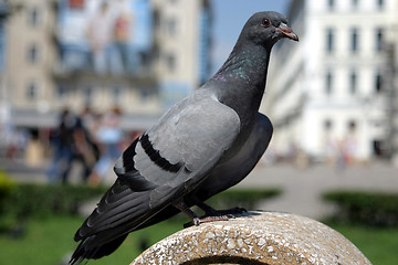 Image showing Pigeon 2