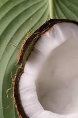 Image showing open coconut and green leaf. exotic