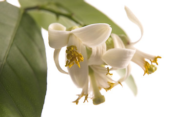 Image showing blossoming lemon tree