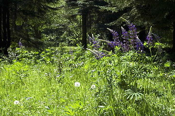 Image showing summer scenic. forest and flowers