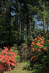 Image showing summer scenic. forest and flowers