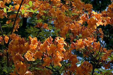 Image showing summer scenic. flowers