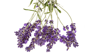 Image showing lavender