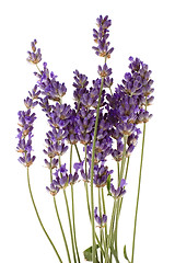 Image showing lavender