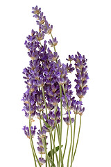 Image showing lavender