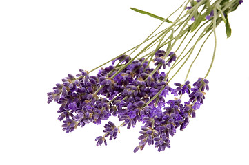 Image showing lavender bath