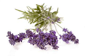 Image showing lavender