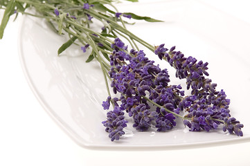 Image showing lavender