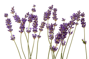 Image showing lavender