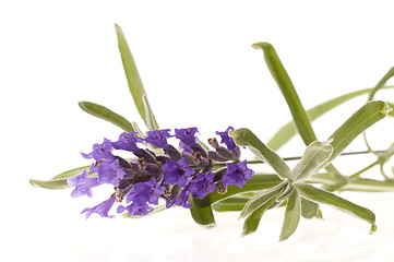 Image showing lavender