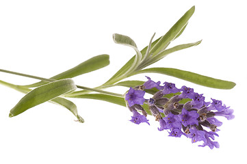 Image showing lavender