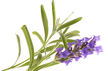 Image showing lavender