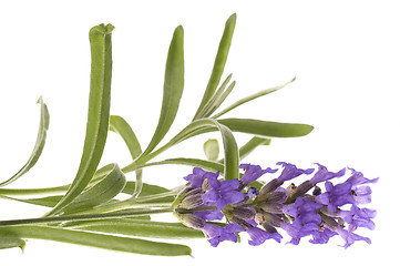 Image showing lavender