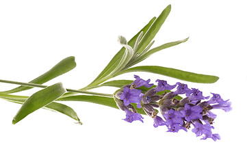 Image showing lavender