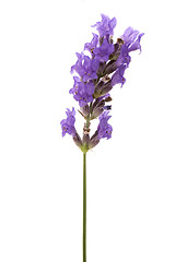 Image showing lavender