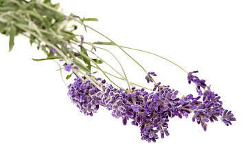 Image showing lavender