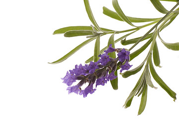 Image showing lavender