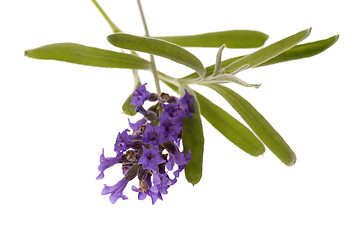 Image showing lavender