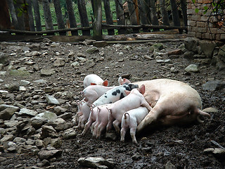 Image showing Piglets Nursing