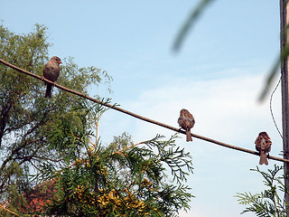 Image showing Sparrows in Line