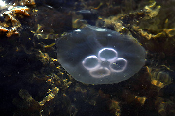 Image showing Jellyfish 1