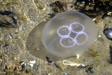 Image showing Jellyfish 2