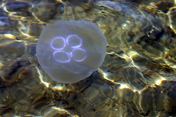 Image showing Jellyfish 3