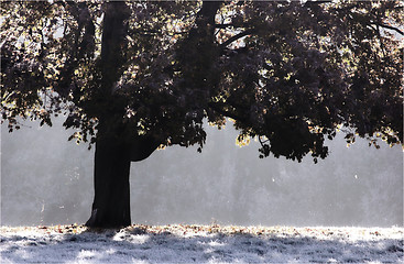 Image showing Frosty Tree