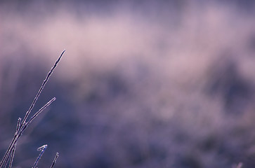 Image showing Frosty Background