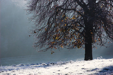 Image showing Frosty Tree