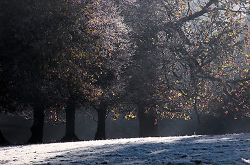 Image showing Frosty Trees