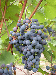 Image showing Grapes