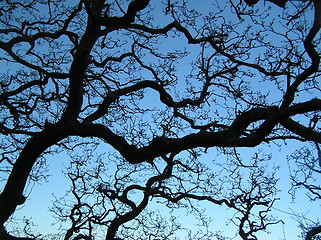 Image showing Tree branches silhouette