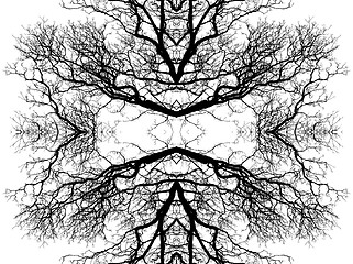 Image showing Tree Branch pattern